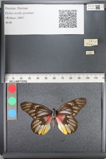 Media type: image;   Entomology 130280